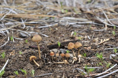 Psathyrella seymourensis