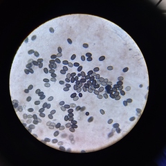 Psathyrella seymourensis