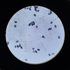 Psathyrella seymourensis