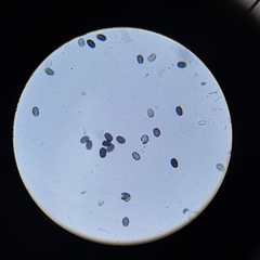 Psathyrella seymourensis