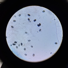 Psathyrella seymourensis