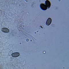 Psathyrella seymourensis