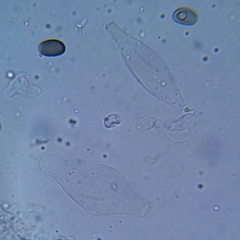 Psathyrella seymourensis