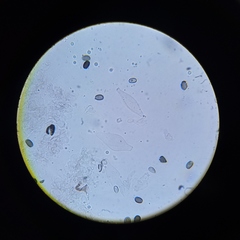 Psathyrella seymourensis