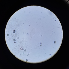 Psathyrella seymourensis