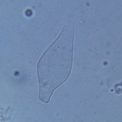 Psathyrella seymourensis