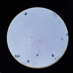 Psathyrella seymourensis