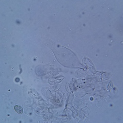 Psathyrella seymourensis