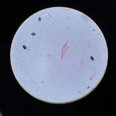 Psathyrella seymourensis