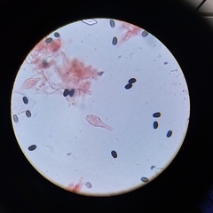 Psathyrella seymourensis