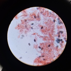 Psathyrella seymourensis