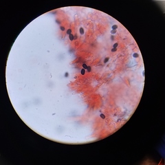 Psathyrella seymourensis