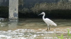 Egretta garzetta