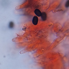 Psathyrella seymourensis