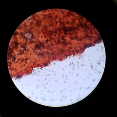 Psathyrella seymourensis