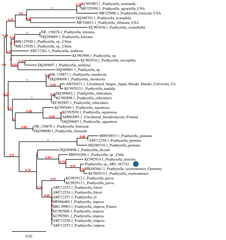 Psathyrella seymourensis
