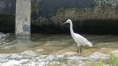 Egretta garzetta