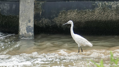 Egretta garzetta