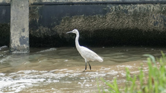 Egretta garzetta