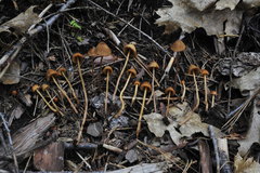 Conocybe semiglobata