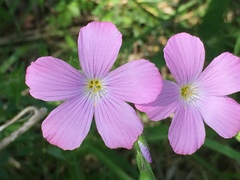 Linum viscosum