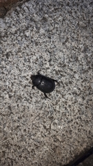 Pentodon bidens punctatus