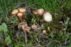 Deconica crobula