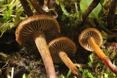 Deconica crobula
