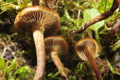 Deconica crobula