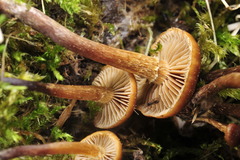 Deconica crobula