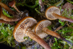 Deconica crobula