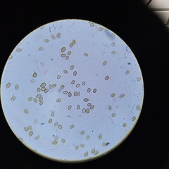 Deconica crobula