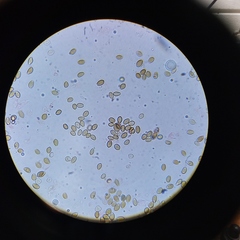 Deconica crobula