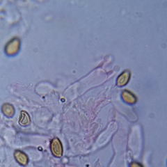 Deconica crobula