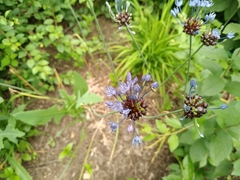 Allium caeruleum
