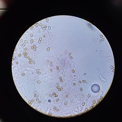 Deconica crobula