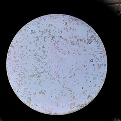 Deconica crobula