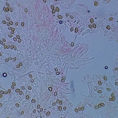 Deconica crobula