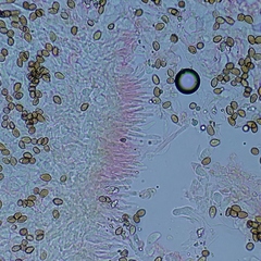 Deconica crobula