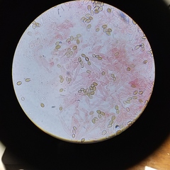 Deconica crobula