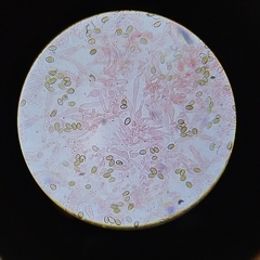 Deconica crobula