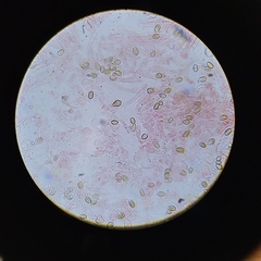 Deconica crobula