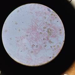 Deconica crobula