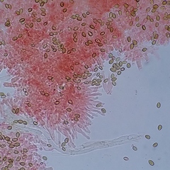 Deconica crobula