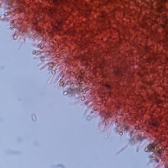Deconica crobula