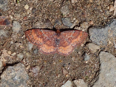 Leptostales rubromarginaria