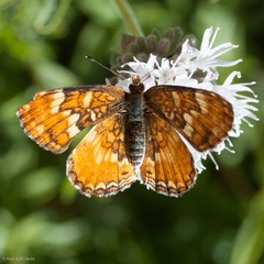 Phyciodes orseis