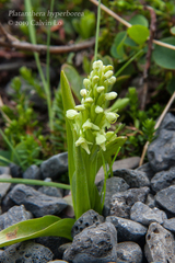 Platanthera hyperborea