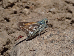 Hesperia juba
