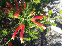 Erica discolor